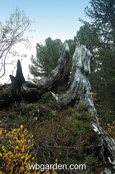 wbgarden alps 86.JPG